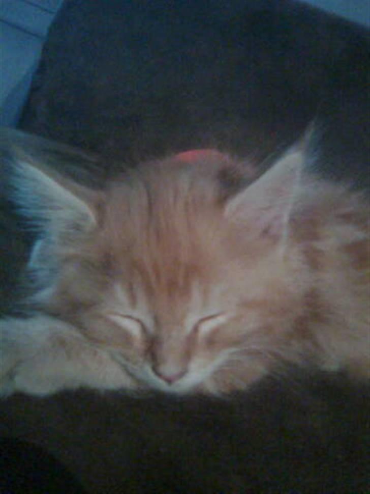 Maine Coon Orla billede 4