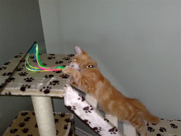 Maine Coon Orla billede 5