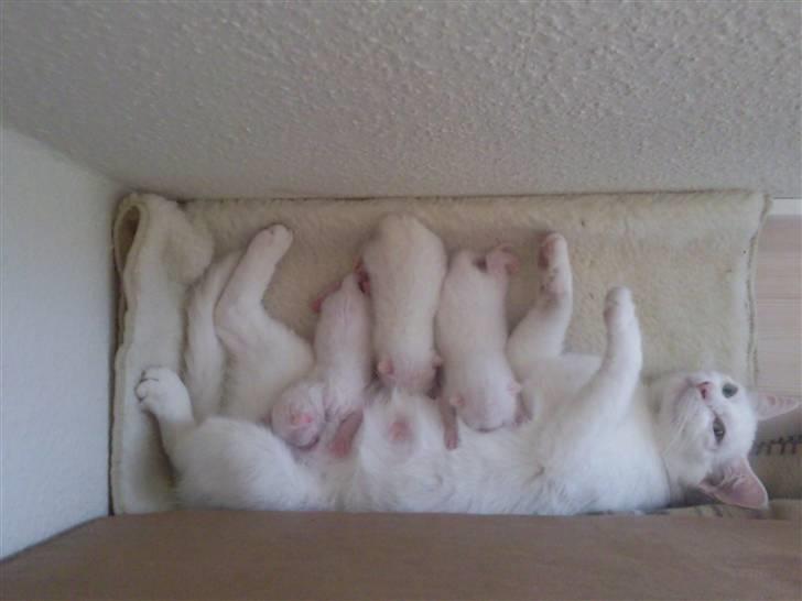 Huskat Tøsen - En stolt misse mor med sine 3 killinger :o) -det er hendes første kuld.. billede 3