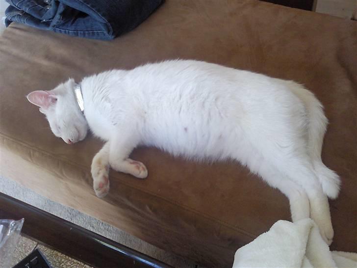 Huskat Tøsen - se lige min tykke mave.. killinger på vej.. billede 4