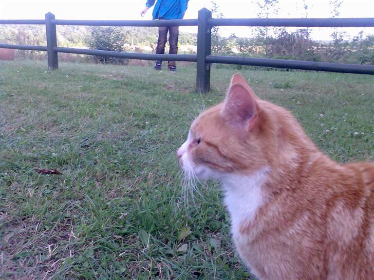 Huskat Fritz billede 2