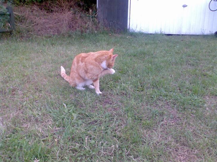 Huskat Fritz billede 3