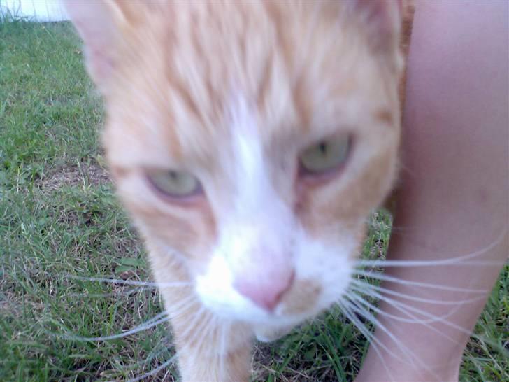 Huskat Fritz billede 4