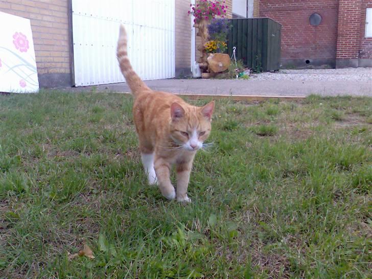 Huskat Fritz billede 5