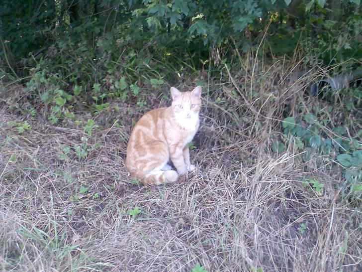 Huskat Fritz billede 6