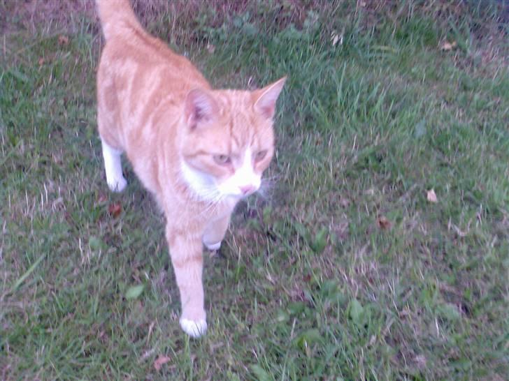 Huskat Fritz billede 7