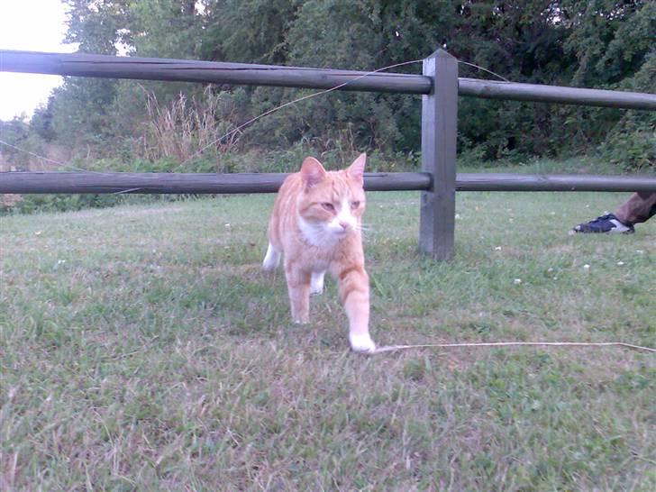 Huskat Fritz billede 8