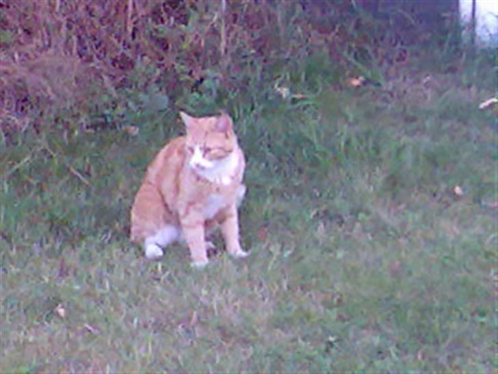 Huskat Fritz billede 9