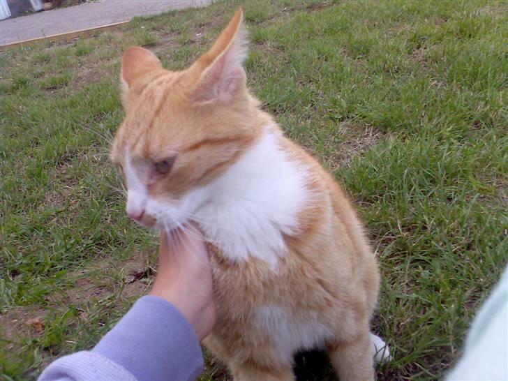 Huskat Fritz billede 10