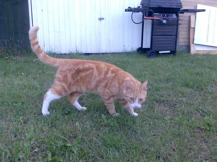 Huskat Fritz billede 11