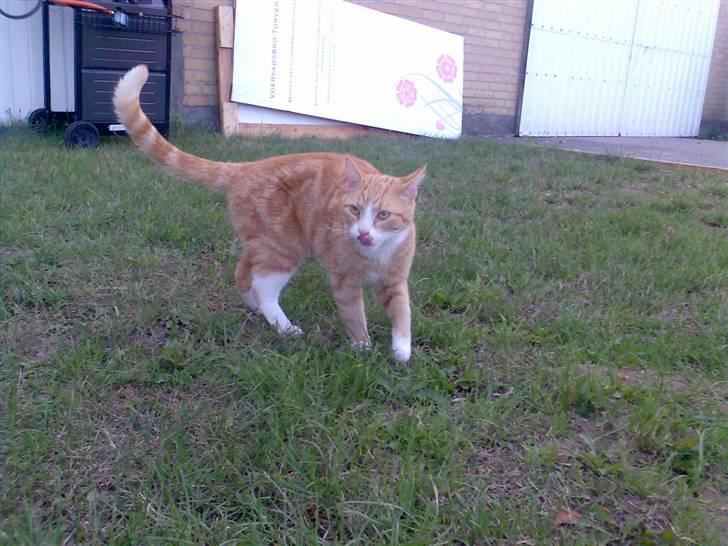 Huskat Fritz billede 12