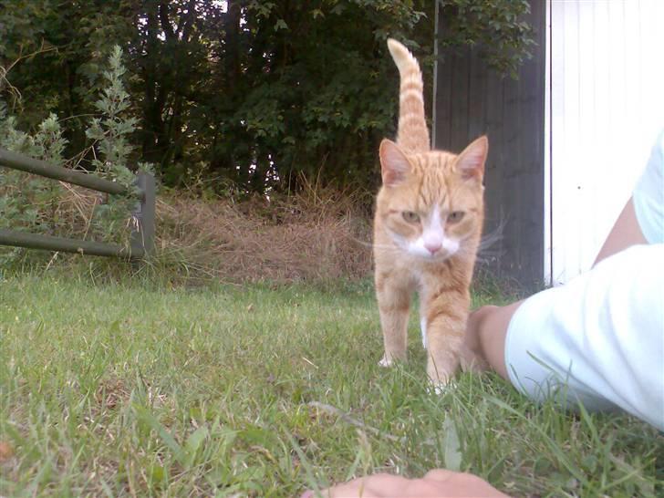 Huskat Fritz billede 13