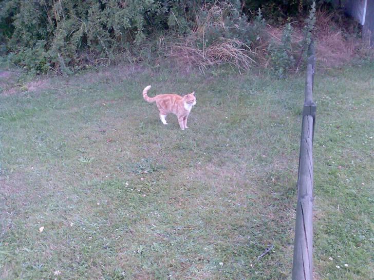 Huskat Fritz billede 14