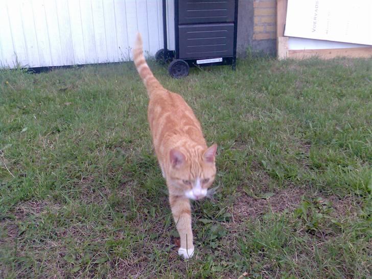 Huskat Fritz billede 15