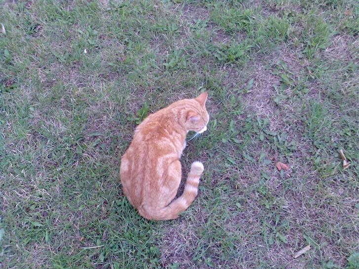 Huskat Fritz billede 16