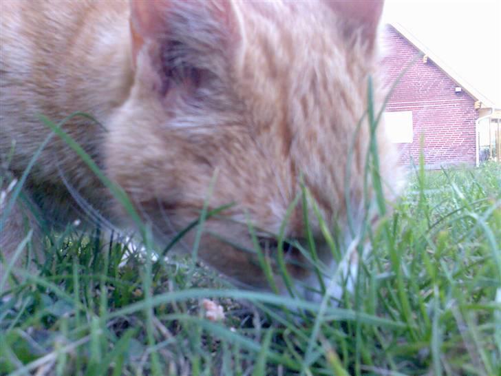 Huskat Fritz billede 17