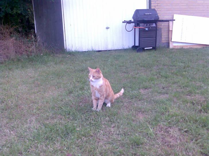 Huskat Fritz billede 18