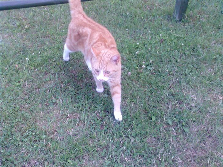 Huskat Fritz billede 20