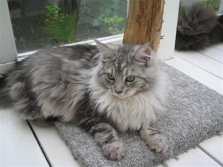 Maine Coon Emma billede 11