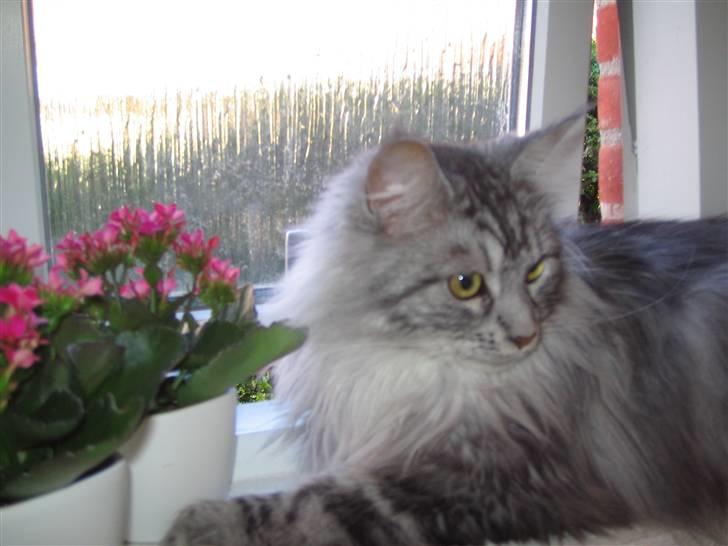 Maine Coon Emma billede 12