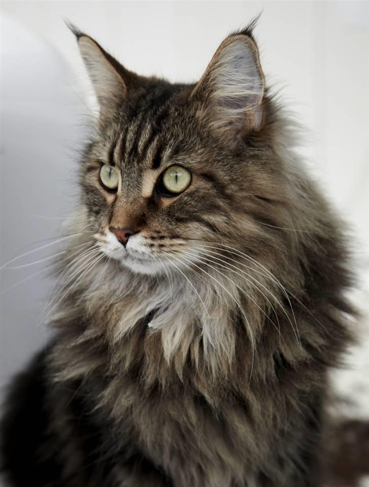 Maine Coon Cosmo  billede 15