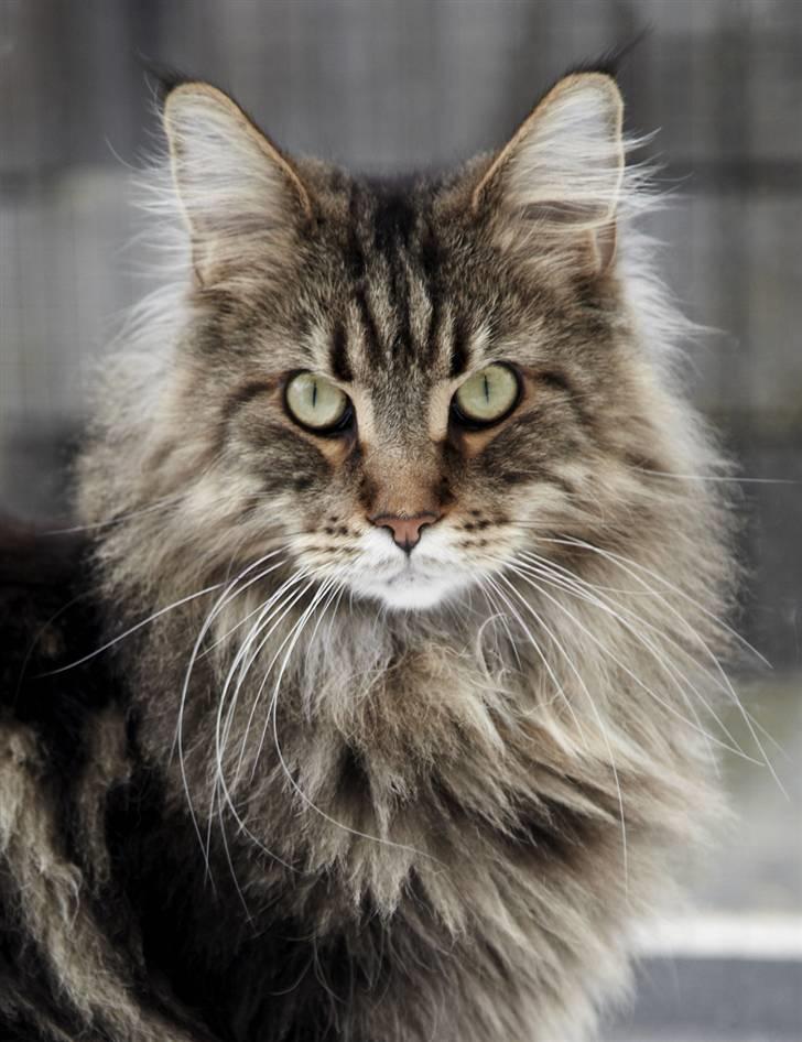 Maine Coon Cosmo  billede 16