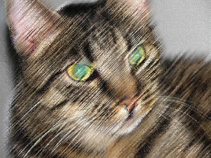 Blanding af racer ((( Sofus ))) billede 15