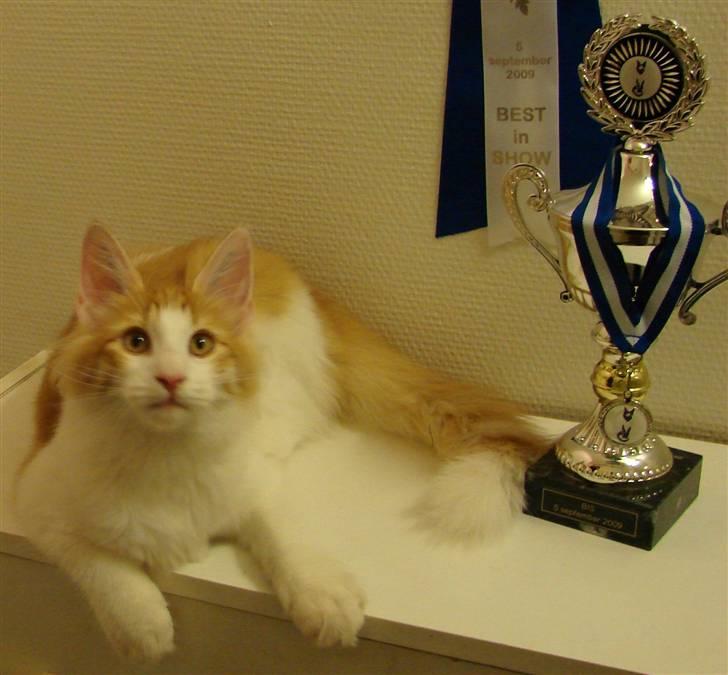 Norsk Skovkat DK Bonderosens Aske - ca. 19 uger billede 1