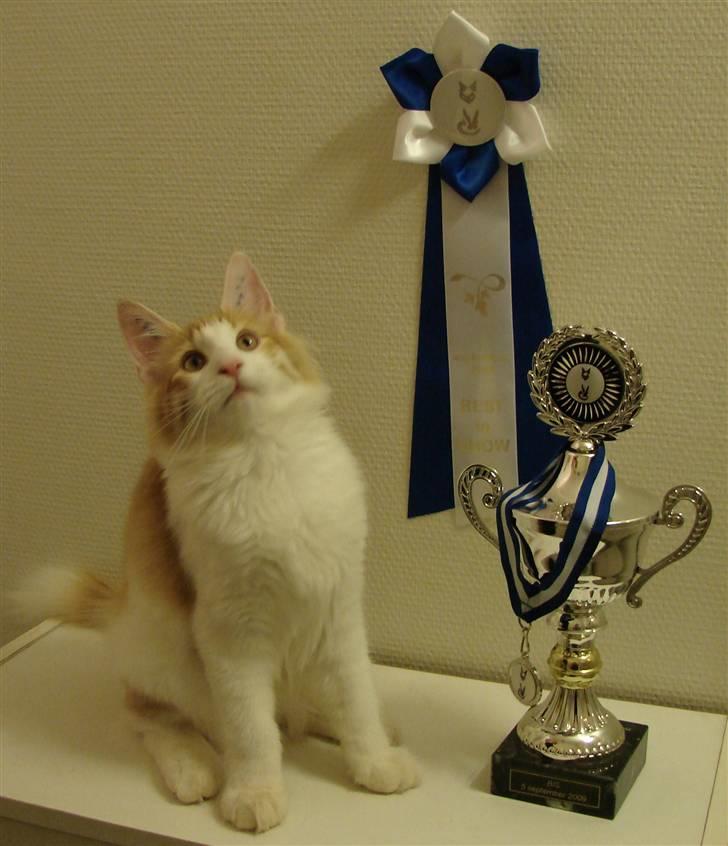 Norsk Skovkat DK Bonderosens Aske billede 2