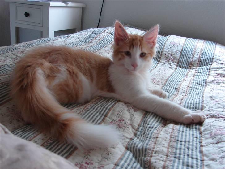 Norsk Skovkat DK Bonderosens Aske - ca 17 uger billede 3