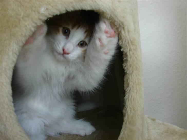 Norsk Skovkat DK Bonderosens Aske - Tit tit billede 4