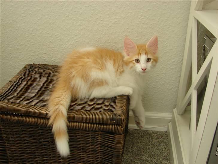 Norsk Skovkat DK Bonderosens Aske - ca 12 uger billede 5