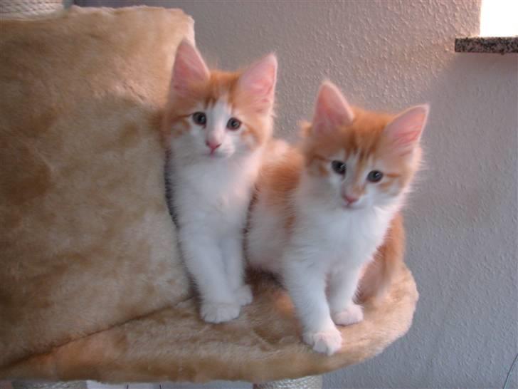 Norsk Skovkat DK Bonderosens Aske - Her ses jeg sammen med min søster April billede 6