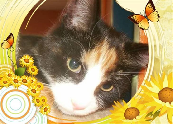 Huskat Snuppi - Prinsessen Snuppi billede 1