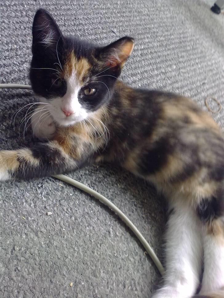 Huskat Snuppi - Prinsessen Snuppi, ups se mig billede 2