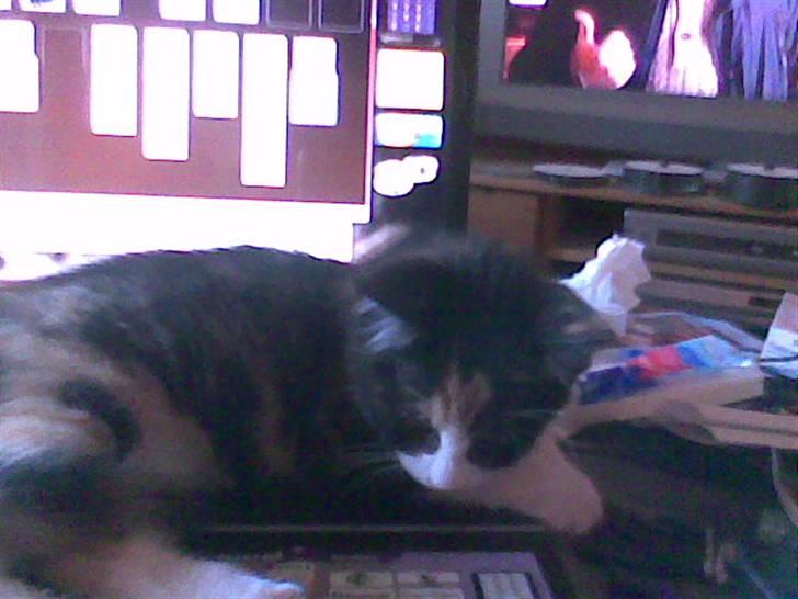 Huskat Snuppi - Her er jeg spiller jeg computer sammen med mor eller også driller jeg...he he billede 3