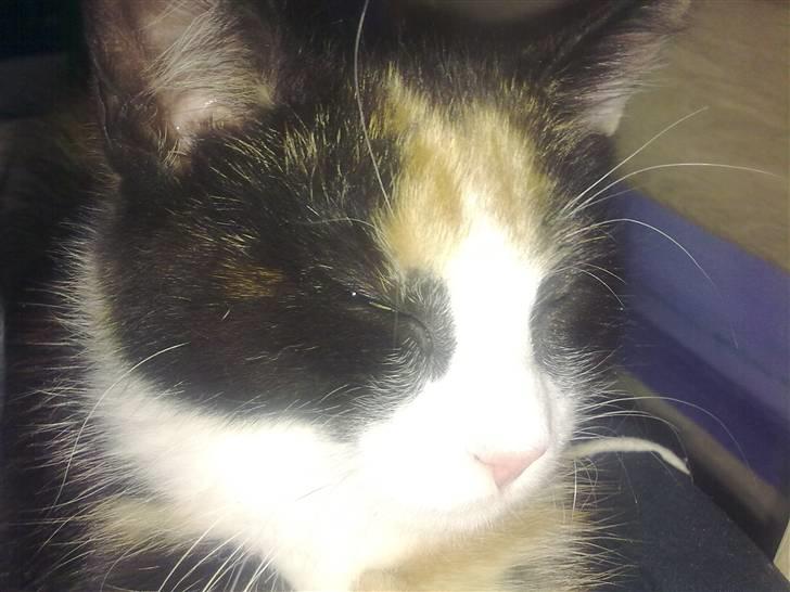 Huskat Snuppi billede 4