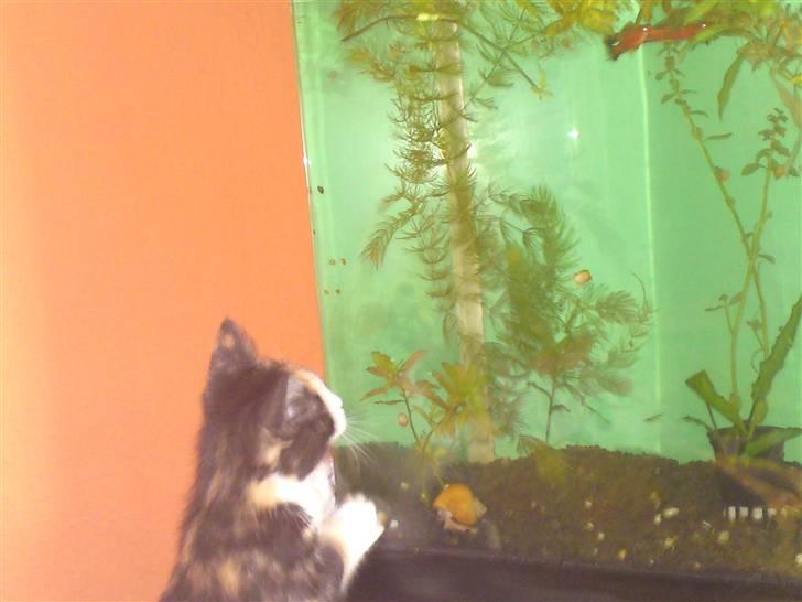 Huskat Snuppi - Hvad mon det er billede 5