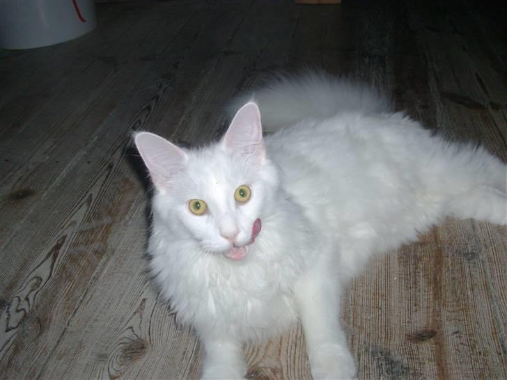 Maine Coon Cosmo billede 1