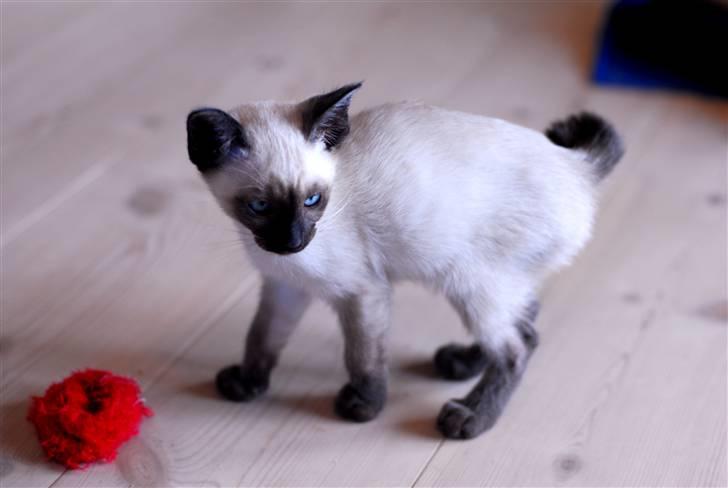 Siameser Pelle billede 15