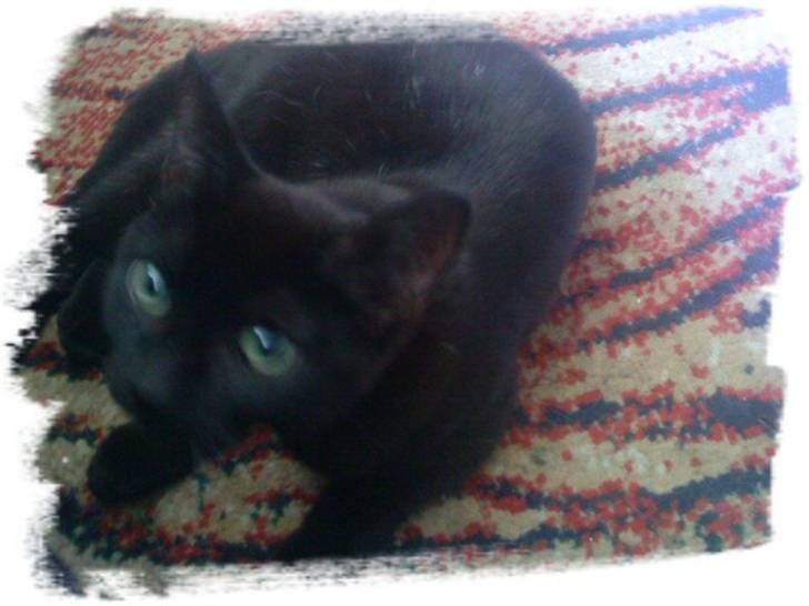 Huskat simba(død) - simba  min skat billede 3