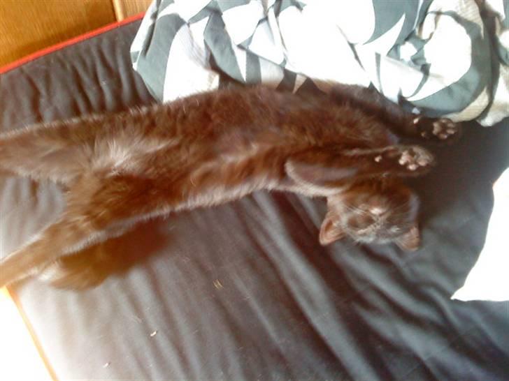 Huskat simba(død) billede 4