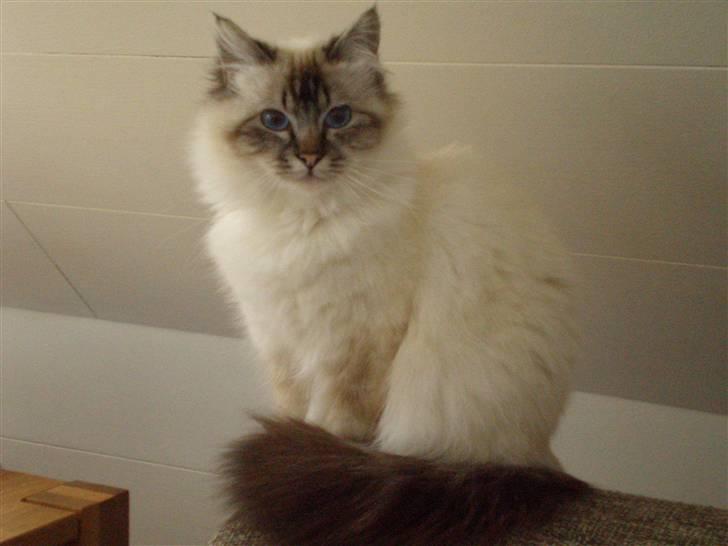 Hellig Birma Tilde billede 1