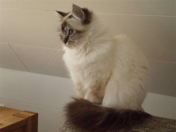 Hellig Birma Tilde billede 2