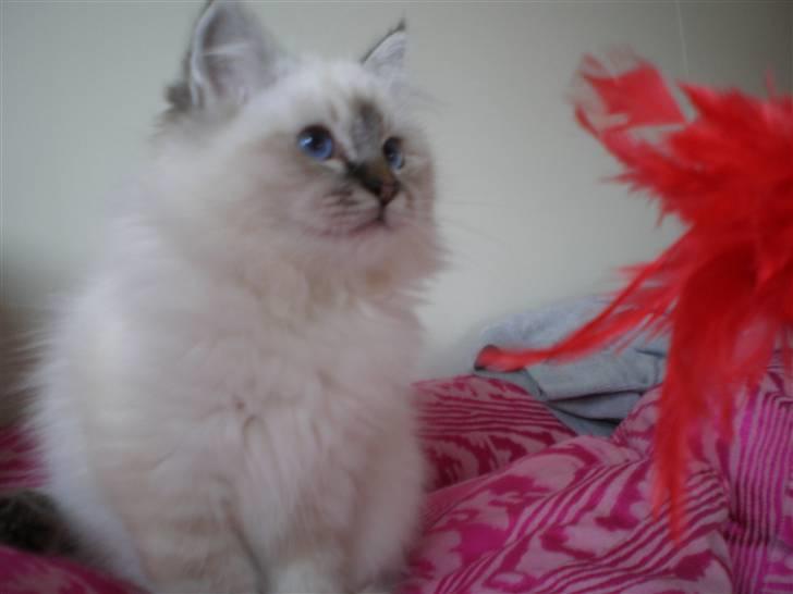 Hellig Birma Tilde billede 4