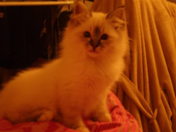 Hellig Birma Tilde billede 5