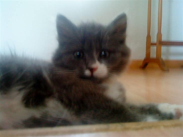 Norsk Skovkat Bella billede 1