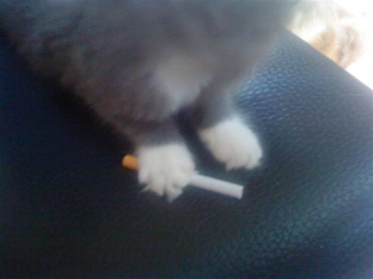 Norsk Skovkat Bella billede 2