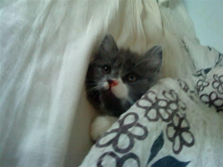 Norsk Skovkat Bella billede 3