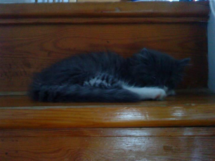 Norsk Skovkat Bella billede 4